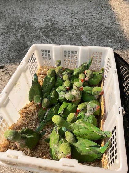 ลูกป้อนนกแก้วริงเน็ค สอนพูดเก่ง รูปที่ 3