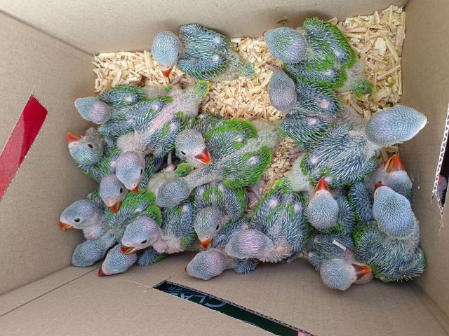 อื่นๆ ลูกป้อนนกแก้วริงเน็ค สอนพูดเก่ง