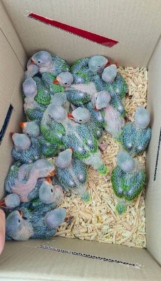 ลูกป้อนนกแก้วริงเน็ค สอนพูดเก่ง รูปที่ 2