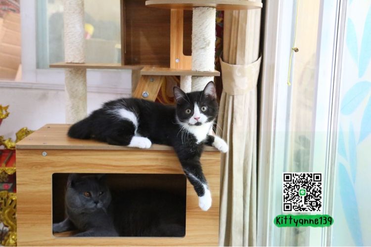 อื่นๆ ลูกแมวบริติชหิมาลายันพร้อมย้ายบ้าน