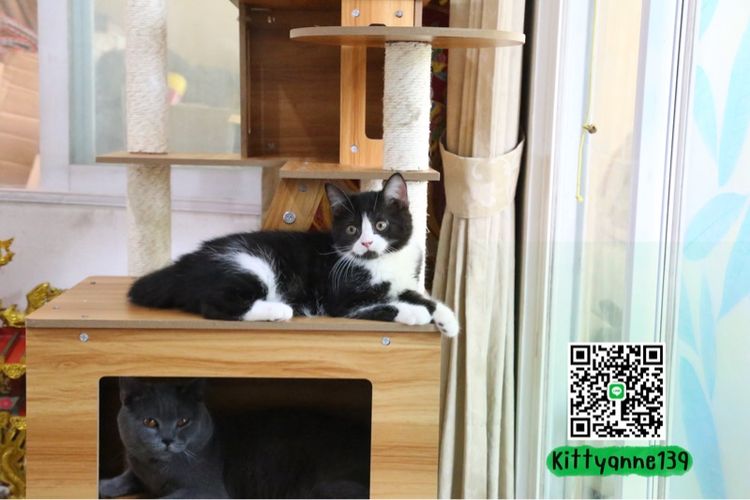 ลูกแมวบริติชหิมาลายันพร้อมย้ายบ้าน รูปที่ 8