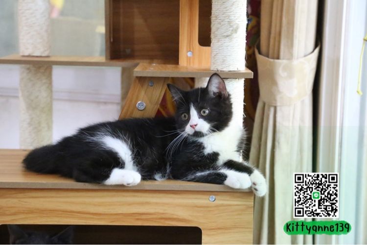 ลูกแมวบริติชหิมาลายันพร้อมย้ายบ้าน รูปที่ 2