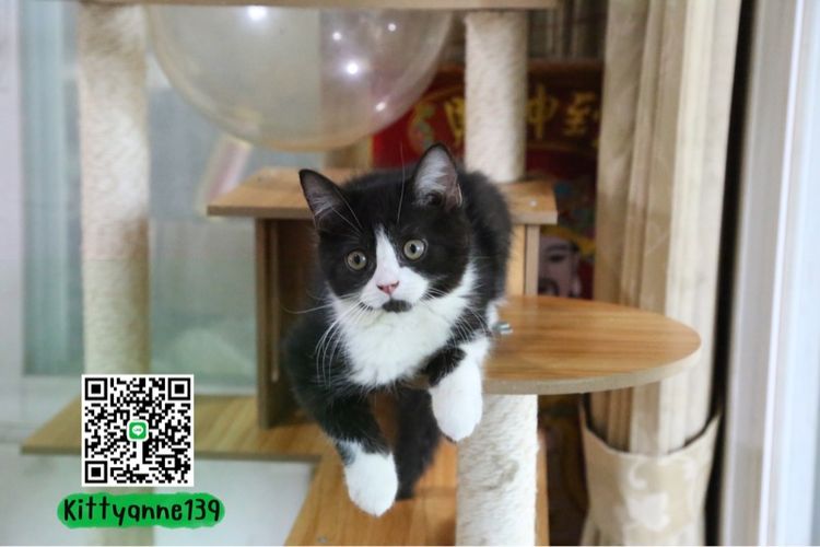 ลูกแมวบริติชหิมาลายันพร้อมย้ายบ้าน รูปที่ 10