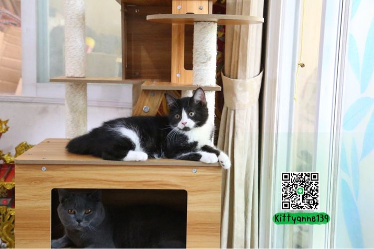 ลูกแมวบริติชหิมาลายันพร้อมย้ายบ้าน รูปที่ 15