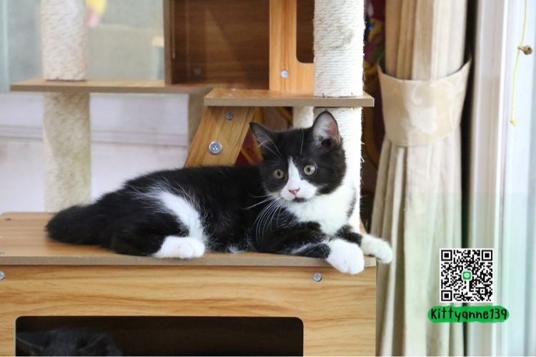 ลูกแมวบริติชหิมาลายันพร้อมย้ายบ้าน รูปที่ 3