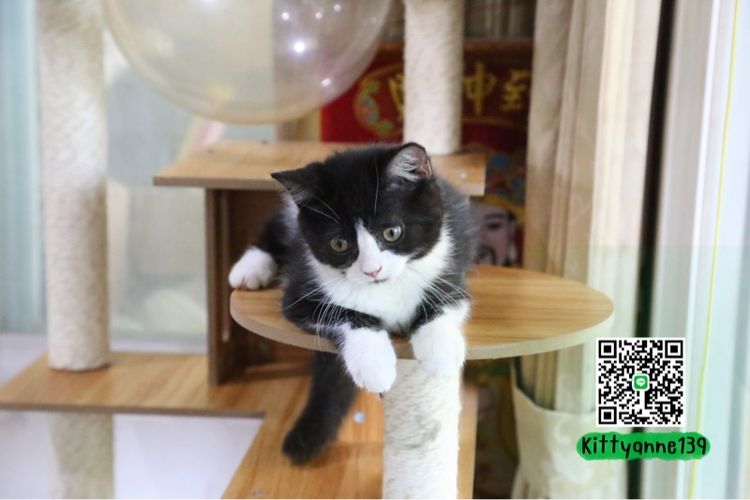 ลูกแมวบริติชหิมาลายันพร้อมย้ายบ้าน รูปที่ 14