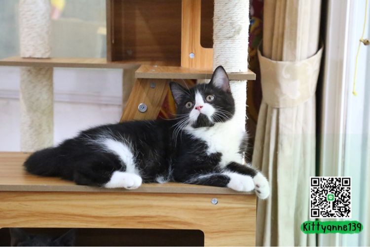 ลูกแมวบริติชหิมาลายันพร้อมย้ายบ้าน รูปที่ 9