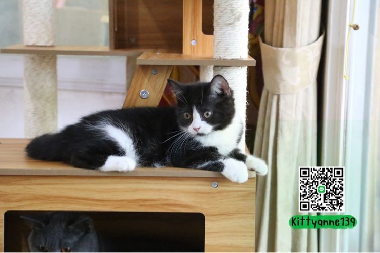 ลูกแมวบริติชหิมาลายันพร้อมย้ายบ้าน รูปที่ 6