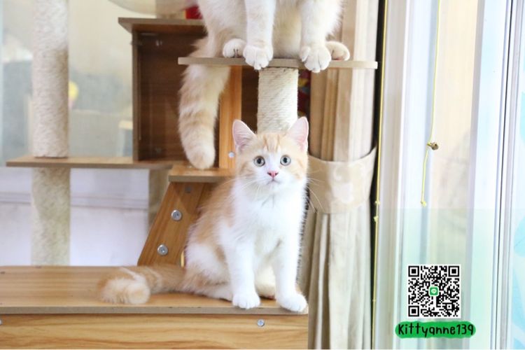 ลูกแมวบริติชหิมาลายันพร้อมย้ายบ้าน รูปที่ 2