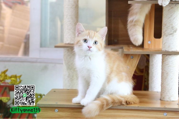 ลูกแมวบริติชหิมาลายันพร้อมย้ายบ้าน รูปที่ 6