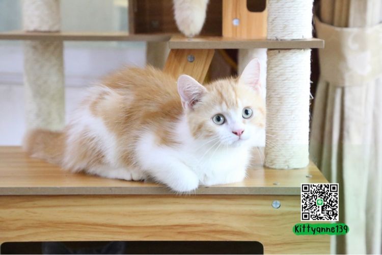 อื่นๆ ลูกแมวบริติชหิมาลายันพร้อมย้ายบ้าน