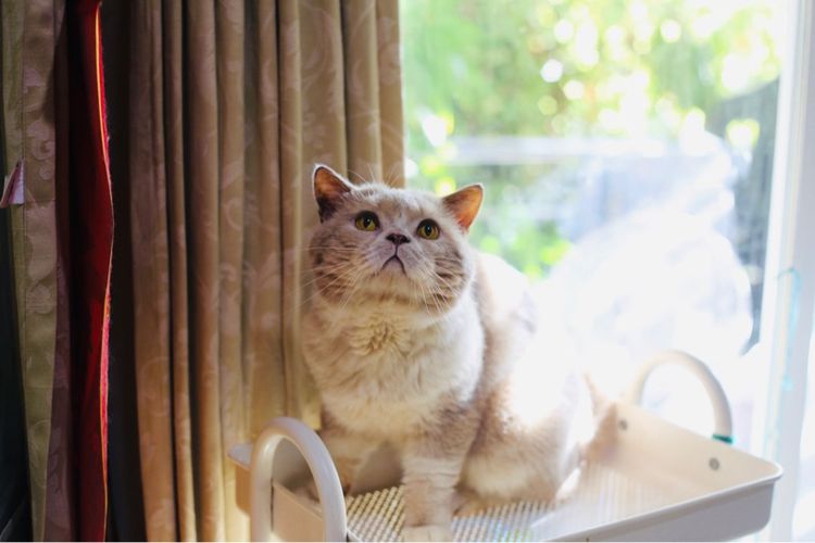 ลูกแมวบริติชหิมาลายันพร้อมย้ายบ้าน รูปที่ 11