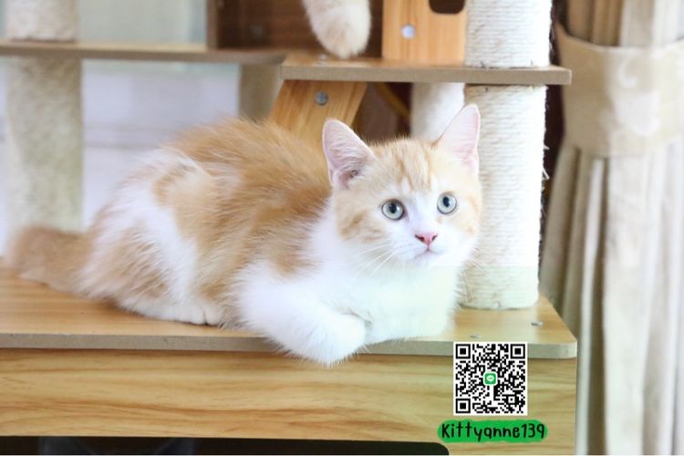 ลูกแมวบริติชหิมาลายันพร้อมย้ายบ้าน รูปที่ 10