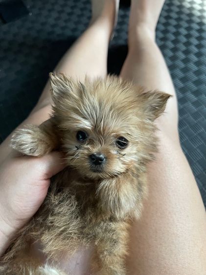 ยอคเชียร์ผสมปอม รูปที่ 4