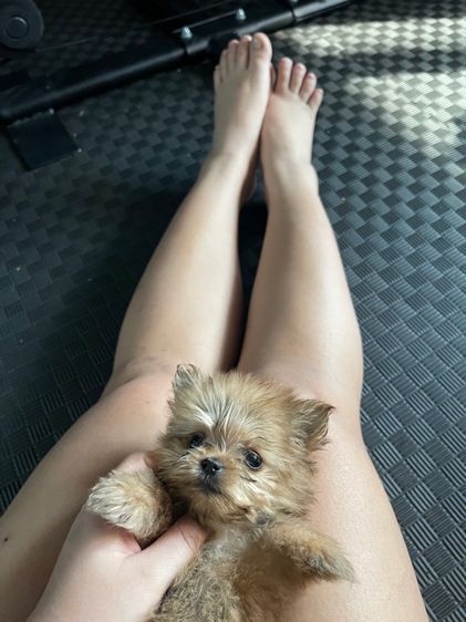 ยอคเชียร์ผสมปอม รูปที่ 2