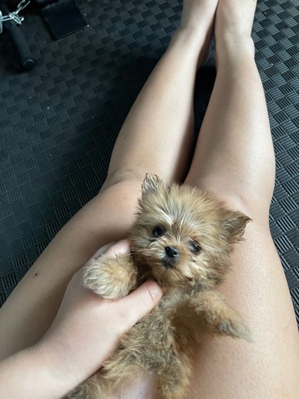 ยอคเชียร์ผสมปอม รูปที่ 3