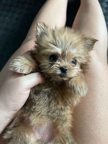 ยอคเชียร์ผสมปอม รูปที่ 5