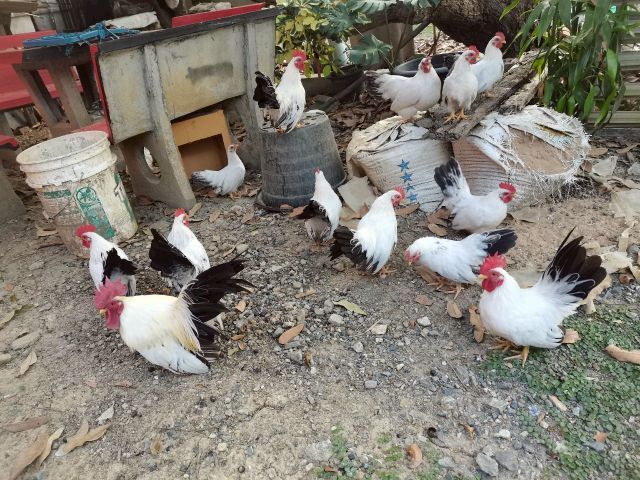 ไก่แจ้ ขาวหางดำ รูปที่ 4