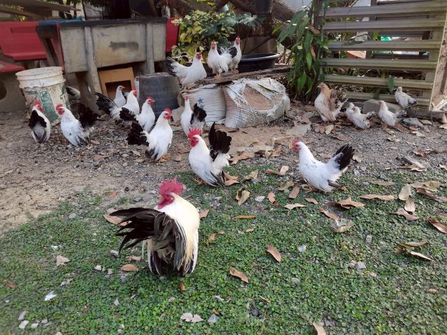 ไก่แจ้ ขาวหางดำ