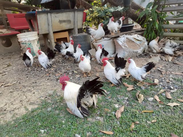 ไก่แจ้ ขาวหางดำ รูปที่ 3