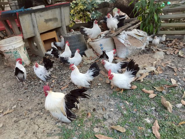 ไก่แจ้ ขาวหางดำ รูปที่ 2