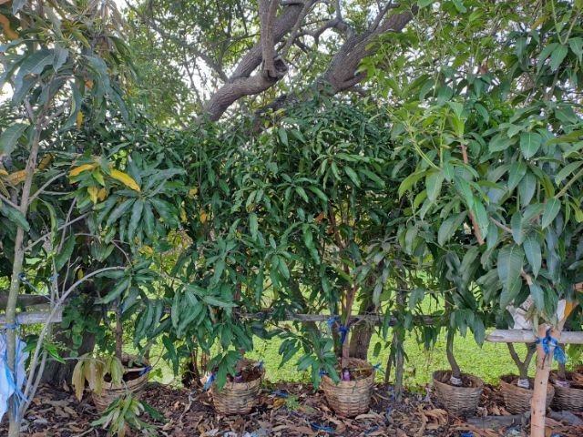 .ไร่ทองสุวรรณ์ รูปที่ 2