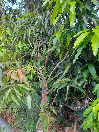 .ไร่ทองสุวรรณ์