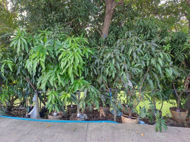 .ไร่ทองสุวรรณ์ รูปที่ 3