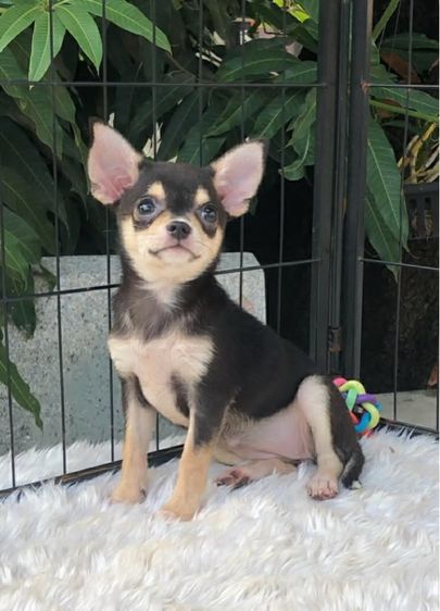 ชิวาวา (Chihuahua) เล็ก ชิวาวาขนสั้น