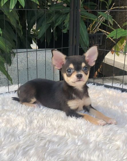 ชิวาวาขนสั้น รูปที่ 2