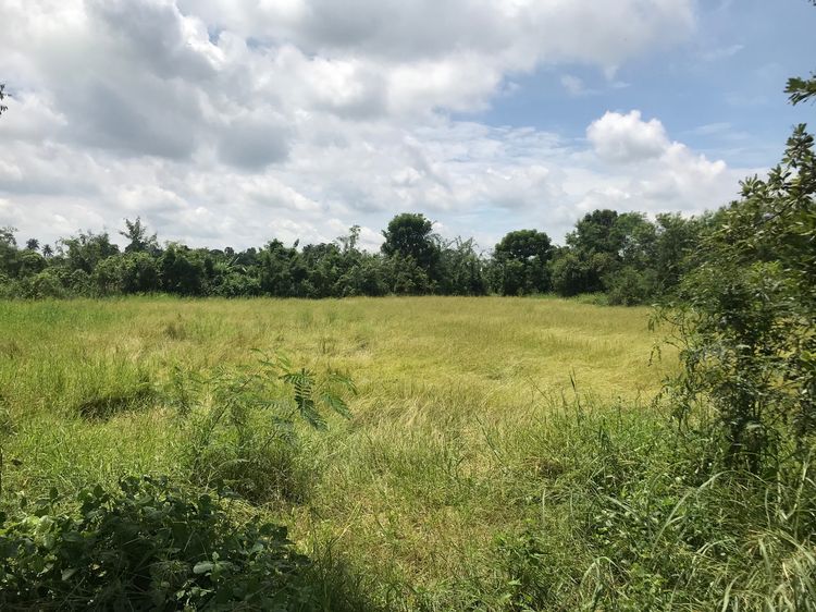 ขายที่ดินว่างเปล่าสำหรับทำเกษตร รูปที่ 3