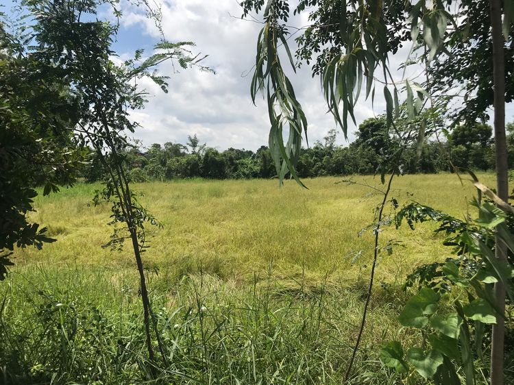 ขายที่ดินว่างเปล่าสำหรับทำเกษตร รูปที่ 2