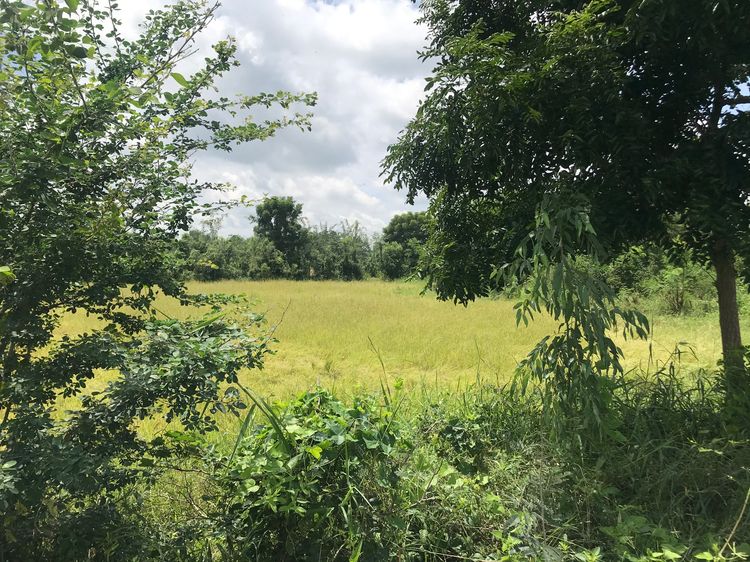 ขายที่ดินว่างเปล่าสำหรับทำเกษตร