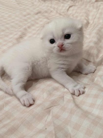 ดญ.มันช์กิ้นผสมสต็อกติส พร้อมย้ายเมษา รูปที่ 2