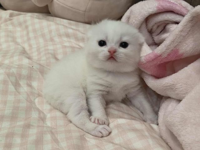 ดญ.มันช์กิ้นผสมสต็อกติส พร้อมย้ายเมษา รูปที่ 3