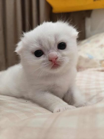 มันช์กิ้น (Munchkin) ดญ.มันช์กิ้นผสมสต็อกติส พร้อมย้ายเมษา