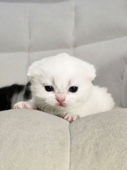 ดญ.มันช์กิ้นผสมสต็อกติส พร้อมย้ายเมษา รูปที่ 5