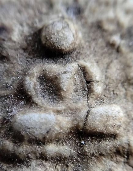 หลวงพ่อปาน วัดบางนมโค อยุธยา เนื้อผงล้วน รูปที่ 8