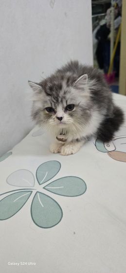 หาบ้ารให้น้องแมวสก๊อตติส รูปที่ 4