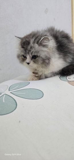 หาบ้ารให้น้องแมวสก๊อตติส รูปที่ 2