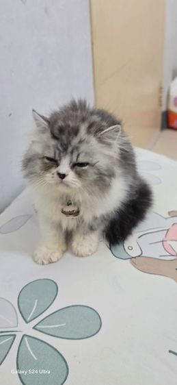 หาบ้ารให้น้องแมวสก๊อตติส รูปที่ 7