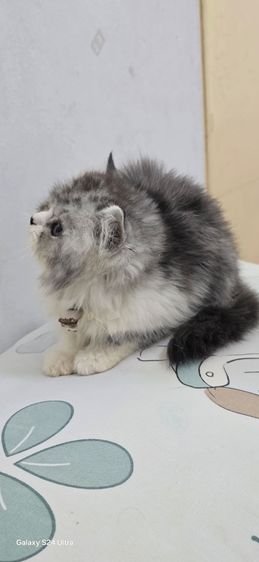 หาบ้ารให้น้องแมวสก๊อตติส รูปที่ 8