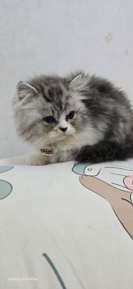 สก็อตติช โฟลด์ (Scottish Fold) หาบ้ารให้น้องแมวสก๊อตติส