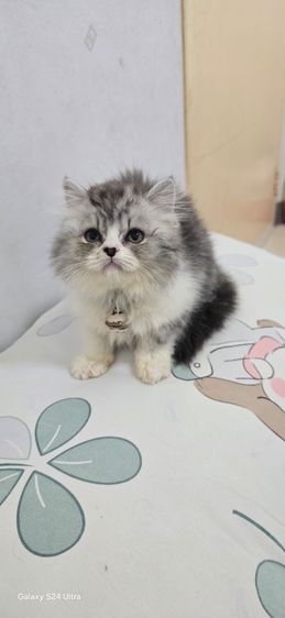 หาบ้ารให้น้องแมวสก๊อตติส รูปที่ 3