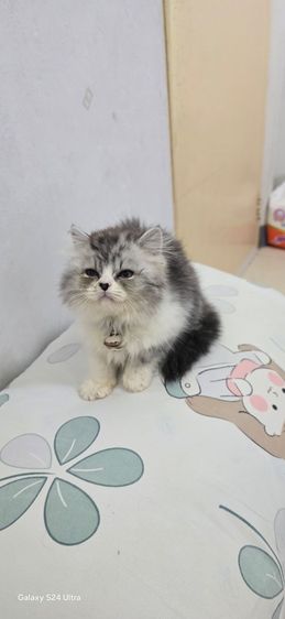 หาบ้ารให้น้องแมวสก๊อตติส รูปที่ 10