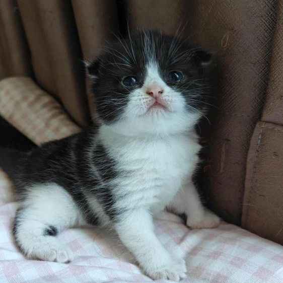 ดญ.มันซ์กิ้นผสมสก็อตติช 3 สัปดาห์ รูปที่ 3