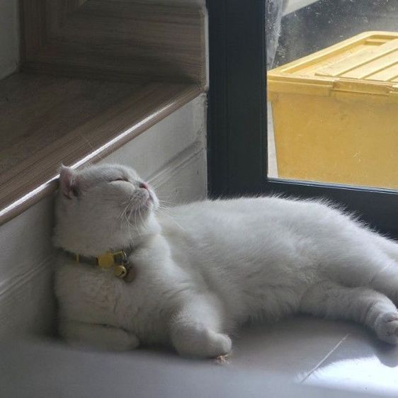 ดญ.มันซ์กิ้นผสมสก็อตติช 3 สัปดาห์ รูปที่ 7