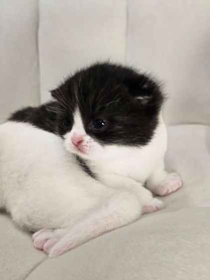 ดญ.มันซ์กิ้นผสมสก็อตติช 3 สัปดาห์ รูปที่ 5