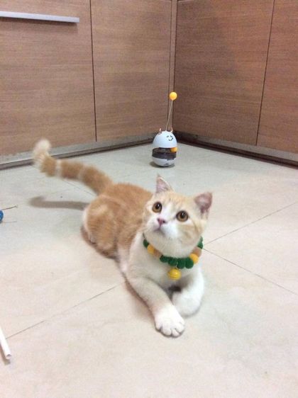 น้องแมวสก๊อตติชโฟลด์ เพศผู้ 6เดือน รูปที่ 3