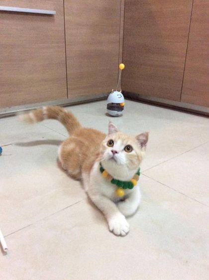 สก็อตติช โฟลด์ (Scottish Fold) น้องแมวสก๊อตติชโฟลด์ เพศผู้ 6เดือน